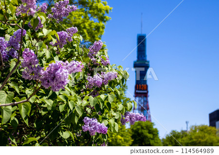 Sapporo Odori Park TV Tower Lilac Lilac 114564989