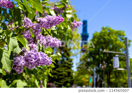 札幌大通公園電視塔 丁香莉拉 札幌大通公園電視塔 丁香莉拉 114565007