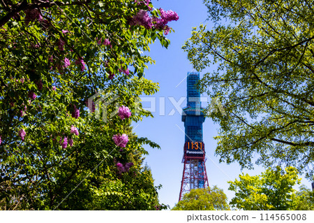 札幌大通公園電視塔 丁香莉拉 札幌大通公園電視塔 丁香莉拉 114565008