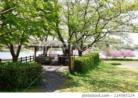 滋賀縣 日野川水庫涼亭 綠意盎然、重瓣櫻花盛開 114565124