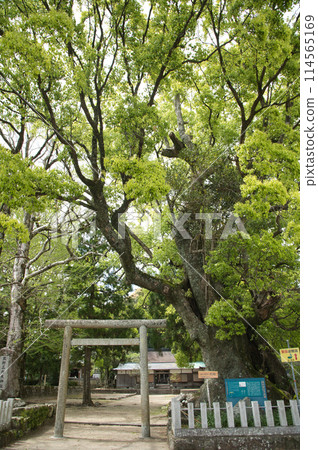 熊野山莊神社（一對大樟樹和鳥居）【和歌山縣那智勝浦町】 114565169