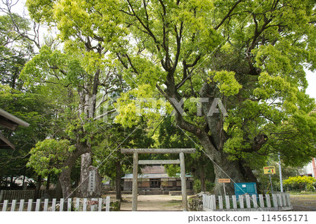 Kumano Sansho Shrine (Couple Camphor Trees and Torii Gate) [Nachikatsuura Town, Wakayama Prefecture] 114565171