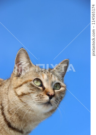 Blue sky and cute stray cat Blue sky and cute stray cat 114565174