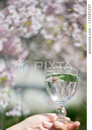 櫻花背景下手拿透明玻璃 櫻花背景下手拿透明玻璃 114565297