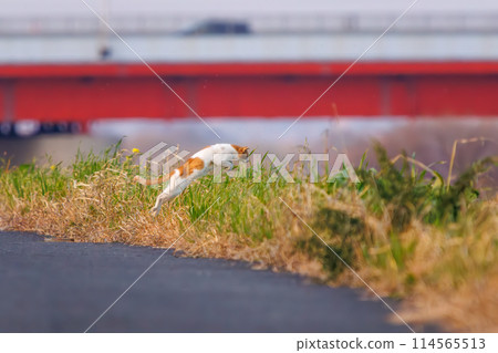 Jumping cat. Photographed in Saitama, Japan. Winter 2023. 114565513