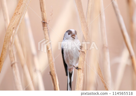 A cute fluffy long-tailed tit (family Long-tailed Tit). Saitama Prefecture, Japan. Photographed in winter 2023. A cute fluffy long-tailed tit (family Long-tailed Tit). Saitama Prefecture, Japan. Photographed in winter 2023. 114565518