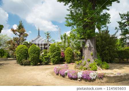 Hounji Temple (Ginkgo Tree) [Mihara Ward, Sakai City, Osaka Prefecture] 114565603