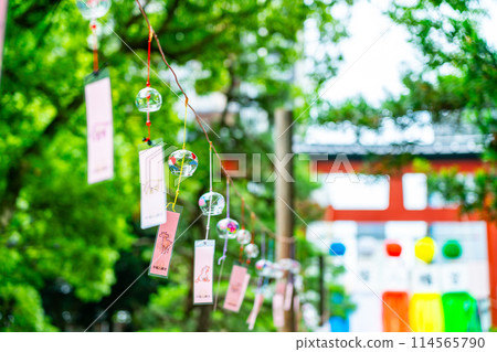 [Kanagawa Prefecture] Many wind chimes lined up at Hiratsuka Hachiman Shrine 114565790