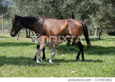 little foal brown horse I hid behind my mom the summer, playing hide and seek 114565862