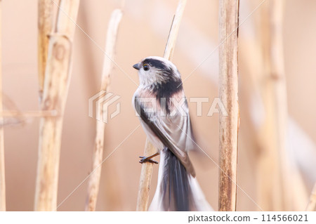 A cute fluffy long-tailed tit (family Long-tailed Tit). Saitama Prefecture, Japan. Photographed in winter 2023. 114566021