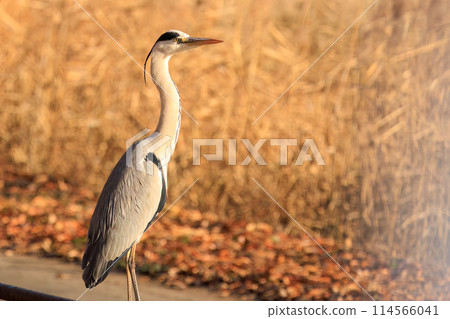 A beautiful Grey Heron (Ardeidae) resting. Saitama Prefecture, Japan. Photographed in winter 2023. A beautiful Grey Heron (Ardeidae) resting. Saitama Prefecture, Japan. Photographed in winter 2023. 114566041