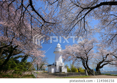 Fushiki Kokubu, Takaoka City, Toyama Prefecture: The pure white Iwasakinohana Lighthouse, also known as the "Cherry Blossom Lighthouse" and the "Lighthouse of Love," and cherry blossoms in full bloom Fushiki Kokubu, Takaoka City, Toyama Prefecture: The pure white Iwasakinohana Lighthouse, also known as the "Cherry Blossom Lighthouse" and the "Lighthouse of Love," and cherry blossoms in full bloom 114566158