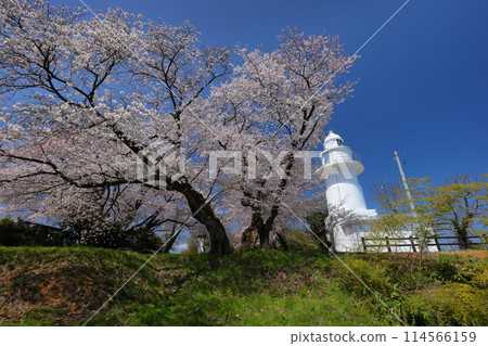 富山縣高岡市伏木國分：素有「櫻花燈塔」、「愛情燈塔」之稱的純白色岩崎之花燈塔和盛開的櫻花 114566159