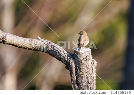 A cute-looking Japanese flycatcher (Family: Flycatchers) searching for food. Saitama Prefecture, Japan. Photographed in winter 2023. 114566189