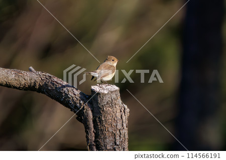 西部白鶲（科：鶲科）有一條可愛的尾巴，可以尋找食物。位於日本埼玉縣。拍攝於 2023 年冬季。 114566191