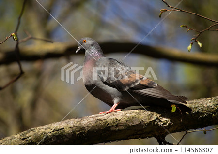 Wood Pigeon perching on branch. Pigeon on bright blue sky background. 114566307