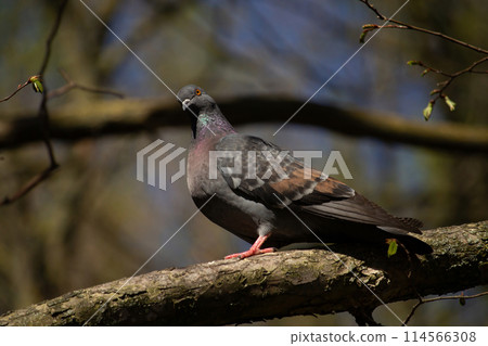 Common Wood Pigeon - Columba palumbus. 114566308