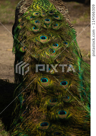 Peacock- peafowl with long tail. Male Peacock- peafowl with long tail. Male 114566309