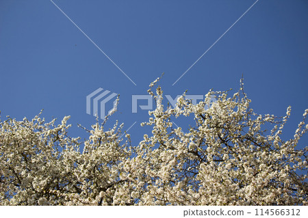 Fruit tree in white bloom. 114566312
