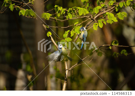 Couple of great tits birds and playing 114566313