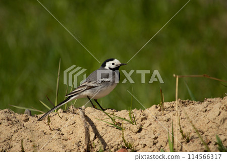 Cute bird white wagtail, Motacilla alba 114566317