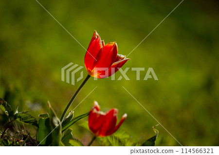 Tulip bud close-up. Red tulip. Tulip bud close-up. Red tulip. 114566321