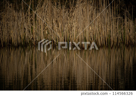 Close up of dry reeds in a pond Close up of dry reeds in a pond 114566326