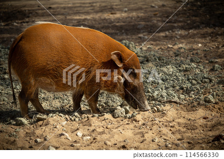 Red river hog (Potamochoerus porcus) or bush pig. Red river hog (Potamochoerus porcus) or bush pig. 114566330