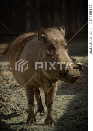 Warthog is digging the earth in the African savannah, 114566331