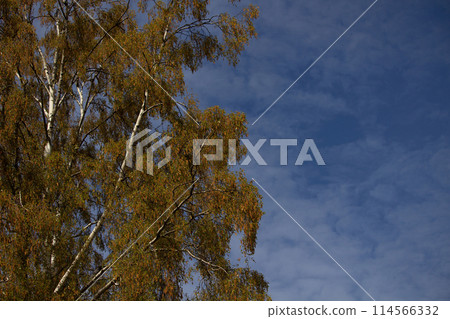 Birch branches with first spring buds and young green leaves Birch branches with first spring buds and young green leaves 114566332