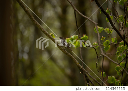 black and white european pied flycatcher 114566335