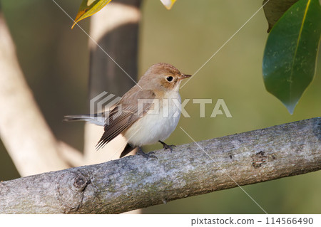 A cute-looking Japanese flycatcher (Family: Flycatchers) searching for food. Saitama Prefecture, Japan. Photographed in winter 2023. 114566490