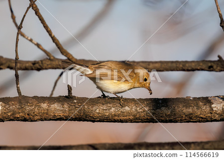 A cute-looking Japanese flycatcher (Family: Flycatchers) searching for food. Saitama Prefecture, Japan. Photographed in winter 2023. 114566619