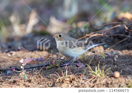 西部白鶲（科：鶲科）有一條可愛的尾巴，可以尋找食物。位於日本埼玉縣。拍攝於 2023 年冬季。 114566673