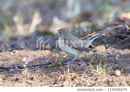 A cute-looking Japanese flycatcher (Family: Flycatchers) searching for food. Saitama Prefecture, Japan. Photographed in winter 2023. 114566674