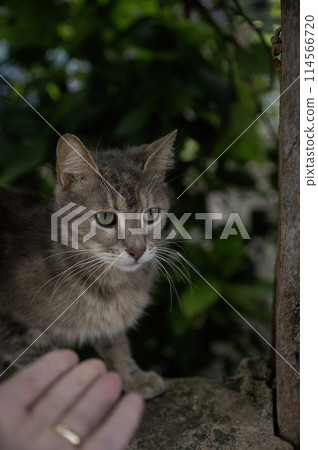 street  cat basking in the sun 114566720