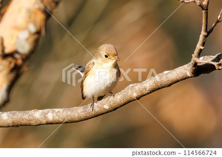 西部白鶲（科：鶲科）有一條可愛的尾巴，可以尋找食物。位於日本埼玉縣。拍攝於 2023 年冬季。 114566724