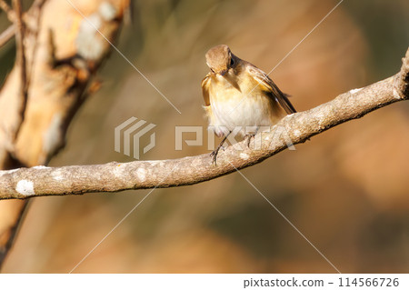A cute-looking Japanese flycatcher (Family: Flycatchers) searching for food. Saitama Prefecture, Japan. Photographed in winter 2023. 114566726