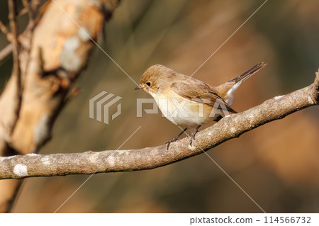 A cute-looking Japanese flycatcher (Family: Flycatchers) searching for food. Saitama Prefecture, Japan. Photographed in winter 2023. 114566732