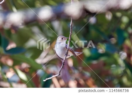 西部白鶲（科：鶲科）有一條可愛的尾巴，可以尋找食物。位於日本埼玉縣。拍攝於 2023 年冬季。 114566736