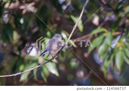 A cute-looking Japanese flycatcher (Family: Flycatchers) searching for food. Saitama Prefecture, Japan. Photographed in winter 2023. A cute-looking Japanese flycatcher (Family: Flycatchers) searching for food. Saitama Prefecture, Japan. Photographed in winter 2023. 114566737
