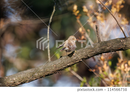 A cute-looking Japanese flycatcher (Family: Flycatchers) searching for food. Saitama Prefecture, Japan. Photographed in winter 2023. 114566738