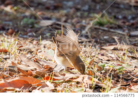 A cute Japanese bush warbler (Family: Flycatchers) with a flapping tail. Photographed in Saitama Prefecture, Japan. Winter 2023. 114566775