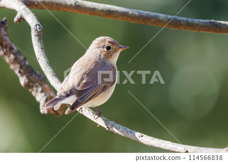 西部白鶲（科：鶲科）有一條可愛的尾巴，可以尋找食物。位於日本埼玉縣。拍攝於 2023 年冬季。 114566838