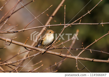 西部白鶲(科:鶲科)有一條可愛的尾巴,可以尋找食物。位於日本埼玉縣。拍攝於 2023 年冬季。 西部白鶲(科:鶲科)有一條可愛的尾巴,可以尋找食物。位於日本埼玉縣。拍攝於 2023 年冬季。 114566847