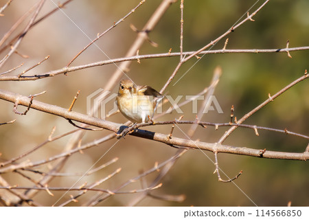 A cute-looking Japanese flycatcher (Family: Flycatchers) searching for food. Saitama Prefecture, Japan. Photographed in winter 2023. A cute-looking Japanese flycatcher (Family: Flycatchers) searching for food. Saitama Prefecture, Japan. Photographed in winter 2023. 114566850