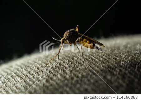 macro of Mosquito Suck in blood,Mosquito using mouth drill through clothes,mosquitoes are carrier of human and animal diseases,selecttive focus macro of Mosquito Suck in blood,Mosquito using mouth drill through clothes,mosquitoes are carrier of human and animal diseases,selecttive focus 114566868