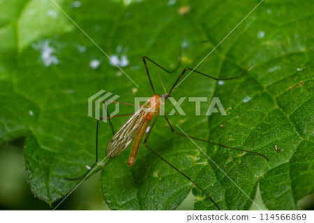 The insect, the Limonia stork fly in the family Limoniidae, has a very small body with orange coloration and long stilt legs and large black eyeballs The insect, the Limonia stork fly in the family Limoniidae, has a very small body with orange coloration and long stilt legs and large black eyeballs 114566869