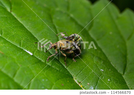 Macro of a Snout Beetle resting on a leaf 114566870