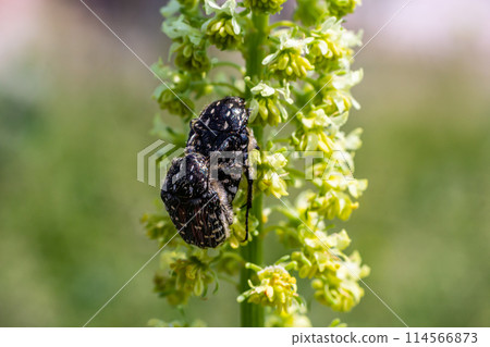 White spotted rose beetle White spotted rose beetle 114566873